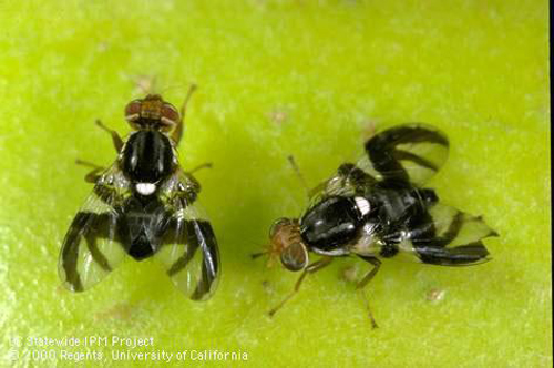 http://www.iranicaonline.org/uploads/files/Pests_Agricultural/pests_agric_fig_15.jpg