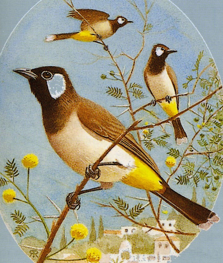 Figure 1. White-eared bulbul (Pycnonotus leucotis). By permission of E. Firouz (The Complete Fauna of Iran, London and New York, 2005, p. 165).